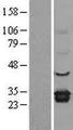ELMO1 / ELMO 1 Protein - Western validation with an anti-DDK antibody * L: Control HEK293 lysate R: Over-expression lysate