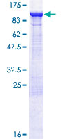 ELMO1 / ELMO 1 Protein - 12.5% SDS-PAGE of human ELMO1 stained with Coomassie Blue