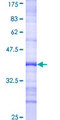 ELMO1 / ELMO 1 Protein - 12.5% SDS-PAGE Stained with Coomassie Blue.