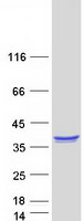 ELMO1 / ELMO 1 Protein - Purified recombinant protein ELMO1 was analyzed by SDS-PAGE gel and Coomassie Blue Staining