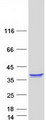 ELMO1 / ELMO 1 Protein - Purified recombinant protein ELMO1 was analyzed by SDS-PAGE gel and Coomassie Blue Staining