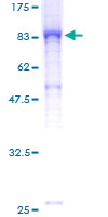 ELMO2 Protein - 12.5% SDS-PAGE of human ELMO2 stained with Coomassie Blue