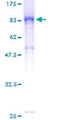 ELMO2 Protein - 12.5% SDS-PAGE of human ELMO2 stained with Coomassie Blue