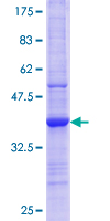 ELMO2 Protein - 12.5% SDS-PAGE Stained with Coomassie Blue.