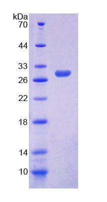 ELMO2 Protein - Recombinant Engulfment And Cell Motility 2 By SDS-PAGE