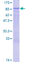ELMO3 Protein - 12.5% SDS-PAGE of human ELMO3 stained with Coomassie Blue