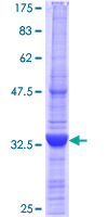 ELMO3 Protein - 12.5% SDS-PAGE Stained with Coomassie Blue.