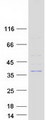 ELMOD1 Protein - Purified recombinant protein ELMOD1 was analyzed by SDS-PAGE gel and Coomassie Blue Staining