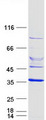 ELMOD2 Protein - Purified recombinant protein ELMOD2 was analyzed by SDS-PAGE gel and Coomassie Blue Staining