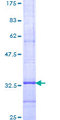 ELOVL4 Protein - 12.5% SDS-PAGE Stained with Coomassie Blue.