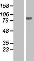 ELP2 / STATIP1 Protein - Western validation with an anti-DDK antibody * L: Control HEK293 lysate R: Over-expression lysate
