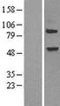 ELP3 Protein - Western validation with an anti-DDK antibody * L: Control HEK293 lysate R: Over-expression lysate