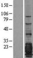 EMA / MUC1 Protein - Western validation with an anti-DDK antibody * L: Control HEK293 lysate R: Over-expression lysate
