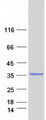 EMA / MUC1 Protein - Purified recombinant protein MUC1 was analyzed by SDS-PAGE gel and Coomassie Blue Staining