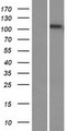 EMC1 Protein - Western validation with an anti-DDK antibody * L: Control HEK293 lysate R: Over-expression lysate