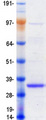 EMC10 Protein - Purified recombinant protein EMC10 was analyzed by SDS-PAGE gel and Coomassie Blue Staining