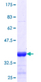 EMC8 / COX4NB Protein - 12.5% SDS-PAGE Stained with Coomassie Blue.