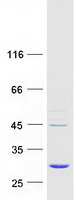 EMC9 Protein - Purified recombinant protein EMC9 was analyzed by SDS-PAGE gel and Coomassie Blue Staining