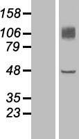 EMCN / Endomucin Protein - Western validation with an anti-DDK antibody * L: Control HEK293 lysate R: Over-expression lysate