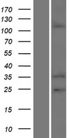 EMILIN2 Protein - Western validation with an anti-DDK antibody * L: Control HEK293 lysate R: Over-expression lysate