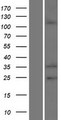 EMILIN2 Protein - Western validation with an anti-DDK antibody * L: Control HEK293 lysate R: Over-expression lysate