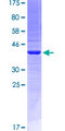 EMILIN2 Protein - 12.5% SDS-PAGE Stained with Coomassie Blue.