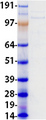 EMILIN2 Protein - Purified recombinant protein EMILIN2 was analyzed by SDS-PAGE gel and Coomassie Blue Staining