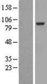 EML1 / EMAP Protein - Western validation with an anti-DDK antibody * L: Control HEK293 lysate R: Over-expression lysate