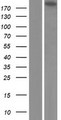 EML5 Protein - Western validation with an anti-DDK antibody * L: Control HEK293 lysate R: Over-expression lysate