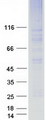 EMP2 Protein - Purified recombinant protein EMP2 was analyzed by SDS-PAGE gel and Coomassie Blue Staining