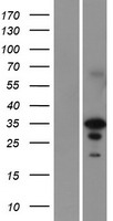 EN2 Protein - Western validation with an anti-DDK antibody * L: Control HEK293 lysate R: Over-expression lysate