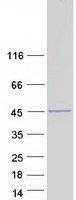 EN2 Protein - Purified recombinant protein EN2 was analyzed by SDS-PAGE gel and Coomassie Blue Staining