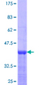 ENAH / MENA Protein - 12.5% SDS-PAGE Stained with Coomassie Blue.