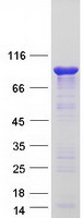 ENAH / MENA Protein - Purified recombinant protein ENAH was analyzed by SDS-PAGE gel and Coomassie Blue Staining