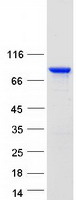 ENAH / MENA Protein - Purified recombinant protein ENAH was analyzed by SDS-PAGE gel and Coomassie Blue Staining