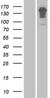 ENAM Protein - Western validation with an anti-DDK antibody * L: Control HEK293 lysate R: Over-expression lysate