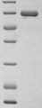 Endogenous Retrovirus HERV-K10 putative protease Protein - (Tris-Glycine gel) Discontinuous SDS-PAGE (reduced) with 5% enrichment gel and 15% separation gel.