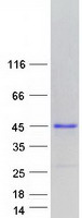 ENDOU Protein - Purified recombinant protein ENDOU was analyzed by SDS-PAGE gel and Coomassie Blue Staining