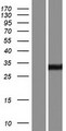 ENDOV Protein - Western validation with an anti-DDK antibody * L: Control HEK293 lysate R: Over-expression lysate