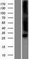 ENDOV Protein - Western validation with an anti-DDK antibody * L: Control HEK293 lysate R: Over-expression lysate