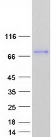 ENGASE Protein - Purified recombinant protein ENGASE was analyzed by SDS-PAGE gel and Coomassie Blue Staining
