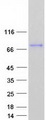 ENGASE Protein - Purified recombinant protein ENGASE was analyzed by SDS-PAGE gel and Coomassie Blue Staining