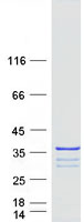 ENKUR Protein - Purified recombinant protein ENKUR was analyzed by SDS-PAGE gel and Coomassie Blue Staining