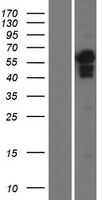 ENL / MLLT1 Protein - Western validation with an anti-DDK antibody * L: Control HEK293 lysate R: Over-expression lysate