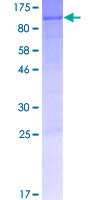 ENL / MLLT1 Protein - 12.5% SDS-PAGE of human MLLT1 stained with Coomassie Blue