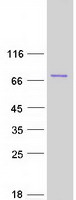 ENL / MLLT1 Protein - Purified recombinant protein MLLT1 was analyzed by SDS-PAGE gel and Coomassie Blue Staining