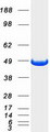 ENO1 / Alpha Enolase Protein - Purified recombinant protein ENO1 was analyzed by SDS-PAGE gel and Coomassie Blue Staining