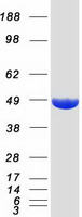 ENO2 / NSE Protein - Purified recombinant protein ENO2 was analyzed by SDS-PAGE gel and Coomassie Blue Staining