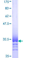 ENO3 / Enolase 3 Protein - 12.5% SDS-PAGE Stained with Coomassie Blue.