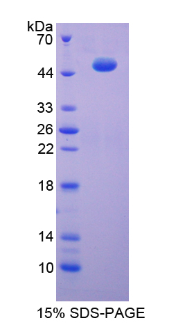 ENO3 / Enolase 3 Protein - Recombinant  Enolase, Muscle Specific By SDS-PAGE